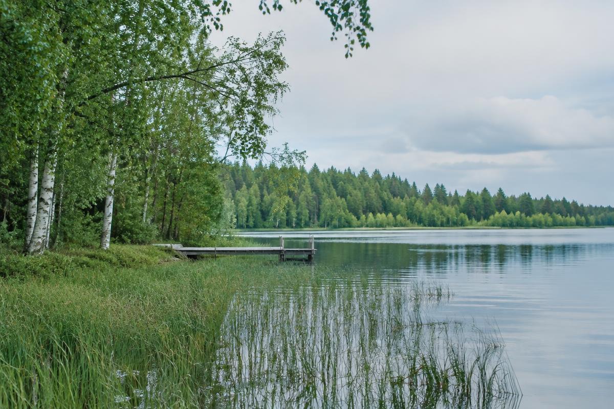 Skogssjö med vass och en enkel träbrygga